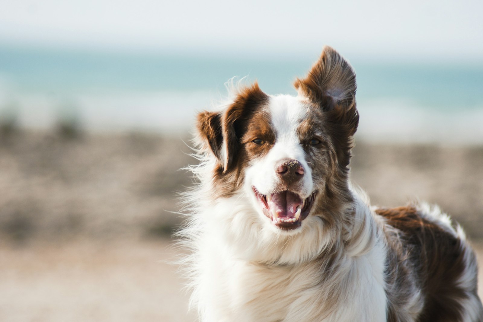 Gepflegter Hund